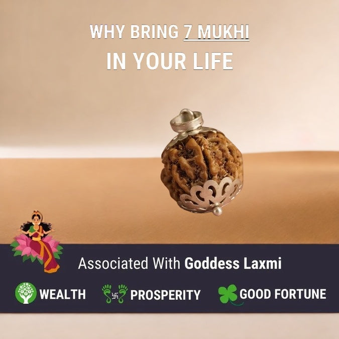 7 Mukhi Nepali Rudraksha - Saat Mukhi