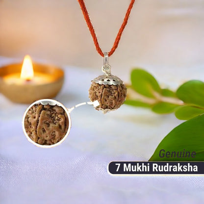 7 Mukhi Nepali Rudraksha - Saat Mukhi