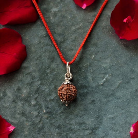 7 Mukhi Nepali Rudraksha - Saat Mukhi